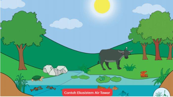 Detail Contoh Ekosistem Kolam Nomer 31