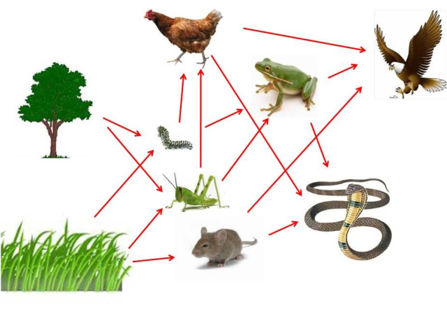 Detail Contoh Ekosistem Sawah Nomer 11