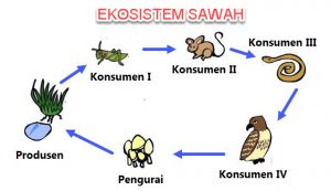 Detail Contoh Ekosistem Sawah Nomer 12