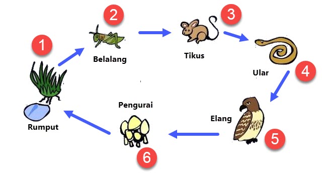 Detail Contoh Ekosistem Sawah Nomer 15