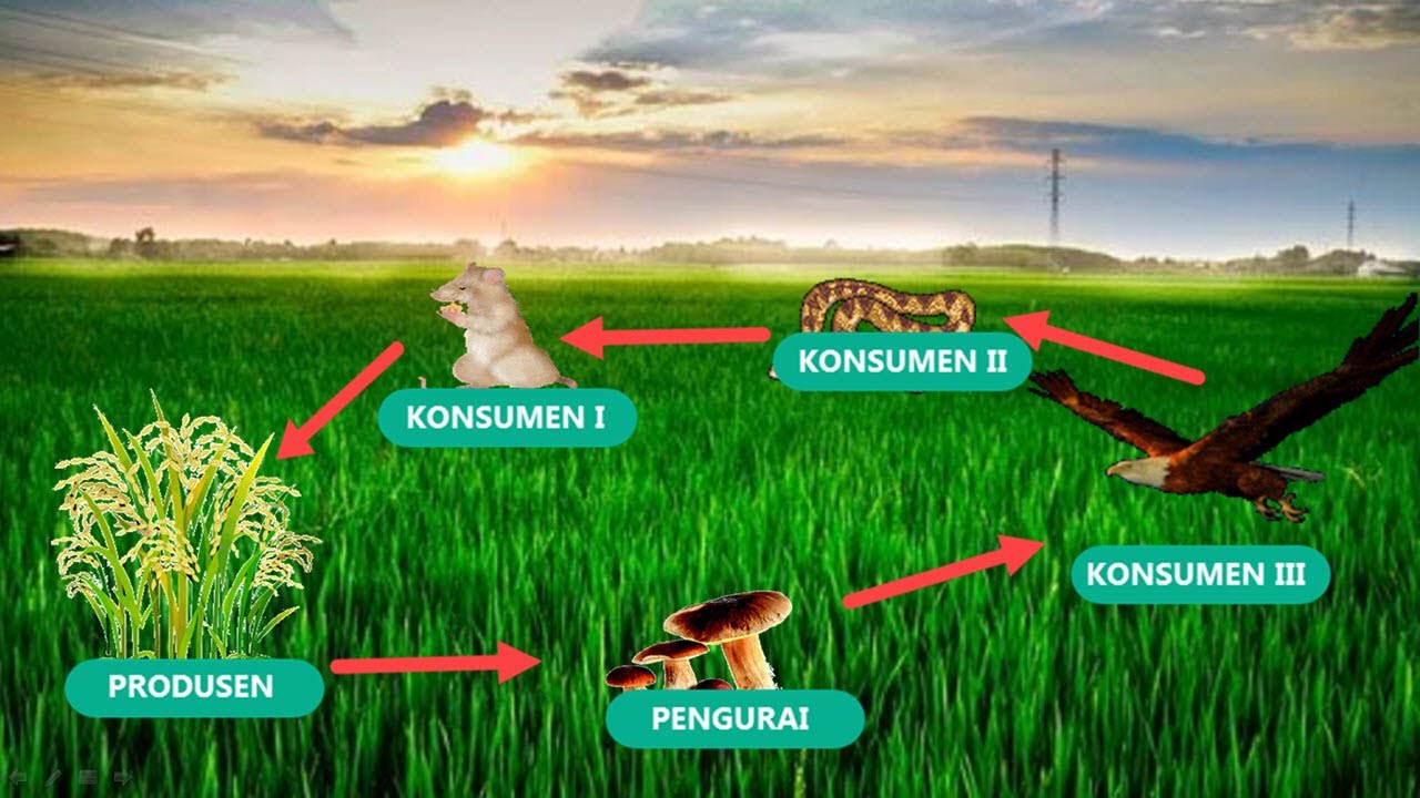 Download Contoh Ekosistem Sawah Nomer 4