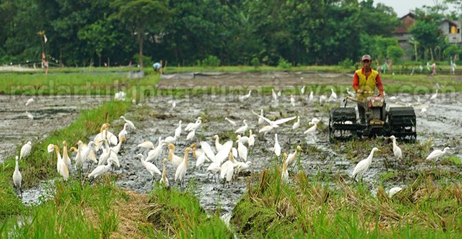 Detail Contoh Ekosistem Sawah Nomer 31