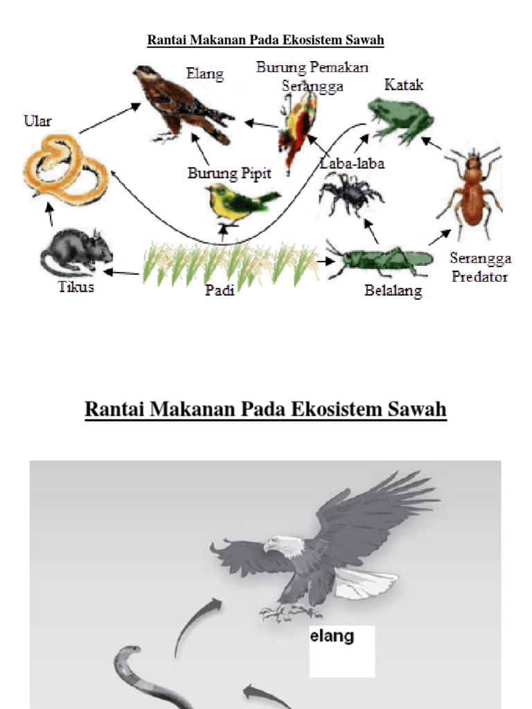 Detail Contoh Ekosistem Sawah Nomer 35