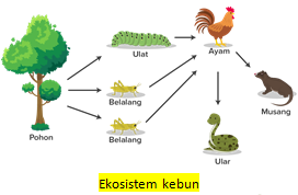 Detail Contoh Ekosistem Sawah Nomer 36