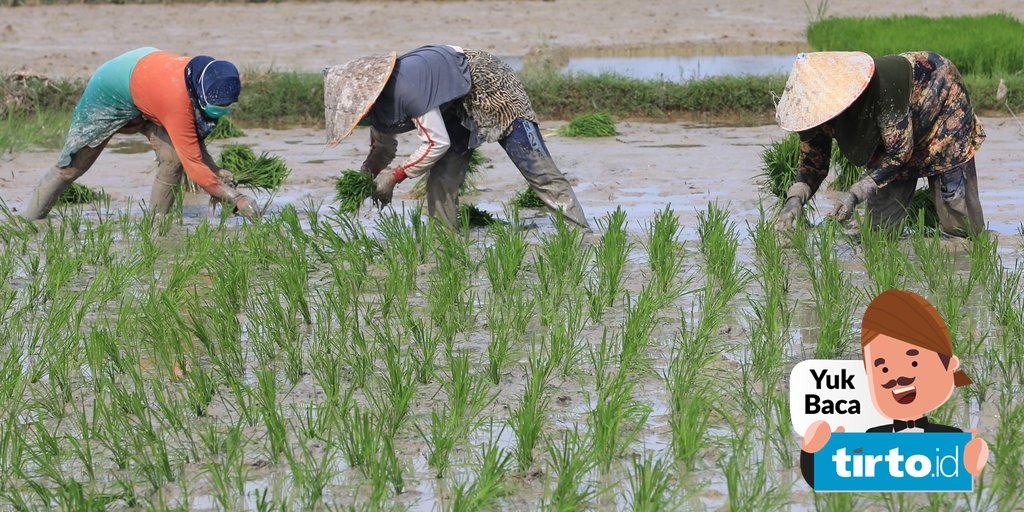 Detail Contoh Ekosistem Sawah Nomer 52