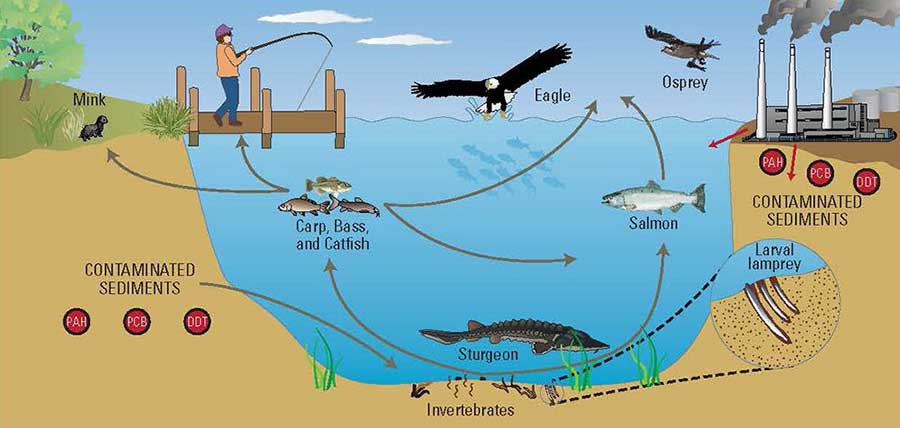 Detail Contoh Ekosistem Sungai Nomer 20