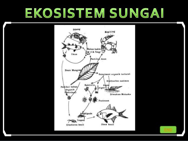 Detail Contoh Ekosistem Sungai Nomer 35