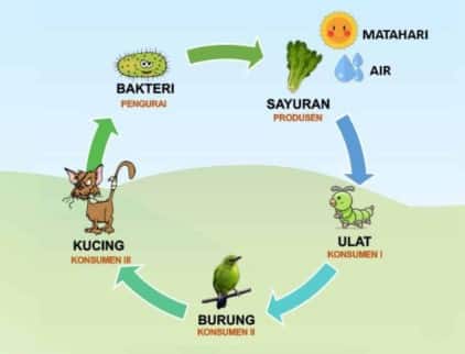 Detail Contoh Ekosistem Sungai Nomer 6