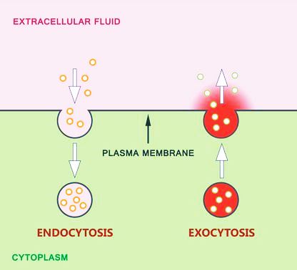 Detail Contoh Endositosis Dan Eksositosis Nomer 2