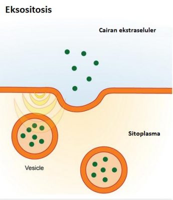 Detail Contoh Endositosis Dan Eksositosis Nomer 14