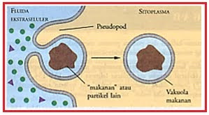 Detail Contoh Endositosis Dan Eksositosis Nomer 16