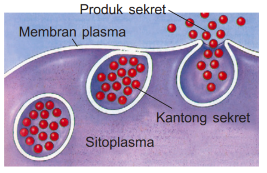 Detail Contoh Endositosis Dan Eksositosis Nomer 19