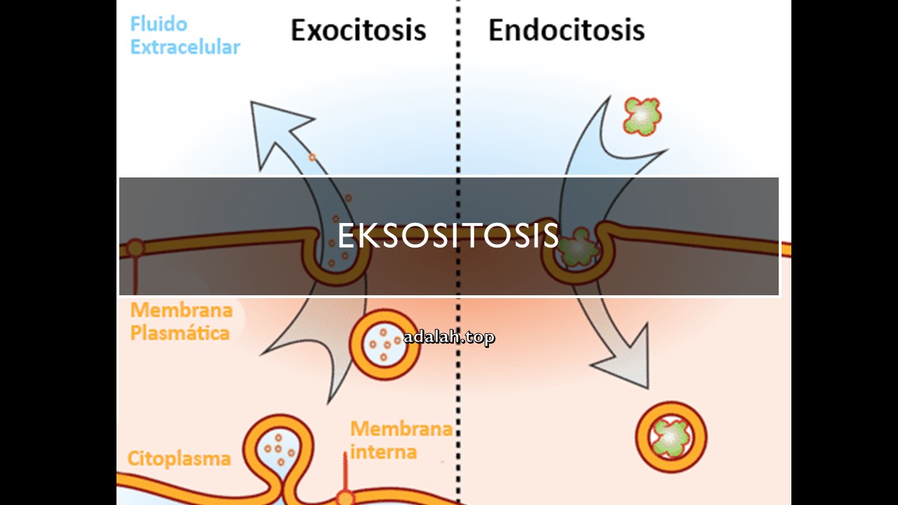 Detail Contoh Endositosis Dan Eksositosis Nomer 20