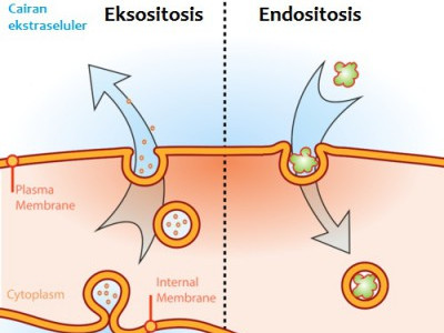 Detail Contoh Endositosis Dan Eksositosis Nomer 3