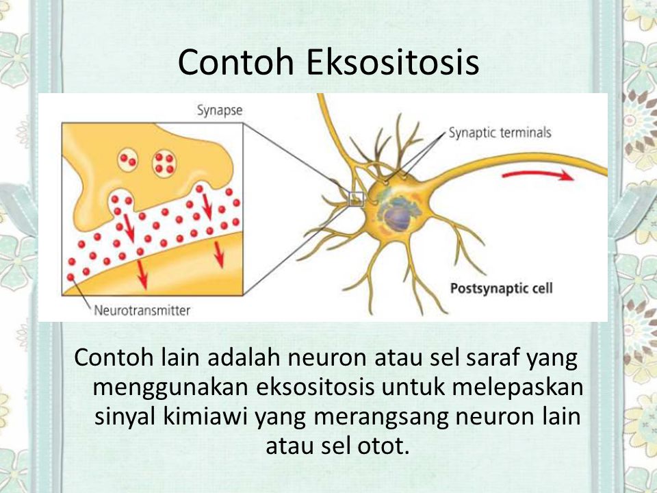 Detail Contoh Endositosis Dan Eksositosis Nomer 26