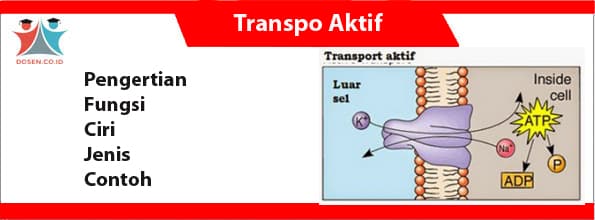 Detail Contoh Endositosis Dan Eksositosis Nomer 33