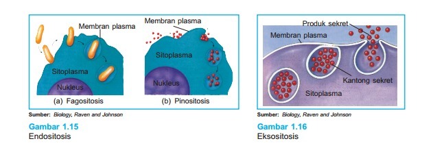 Detail Contoh Endositosis Dan Eksositosis Nomer 34