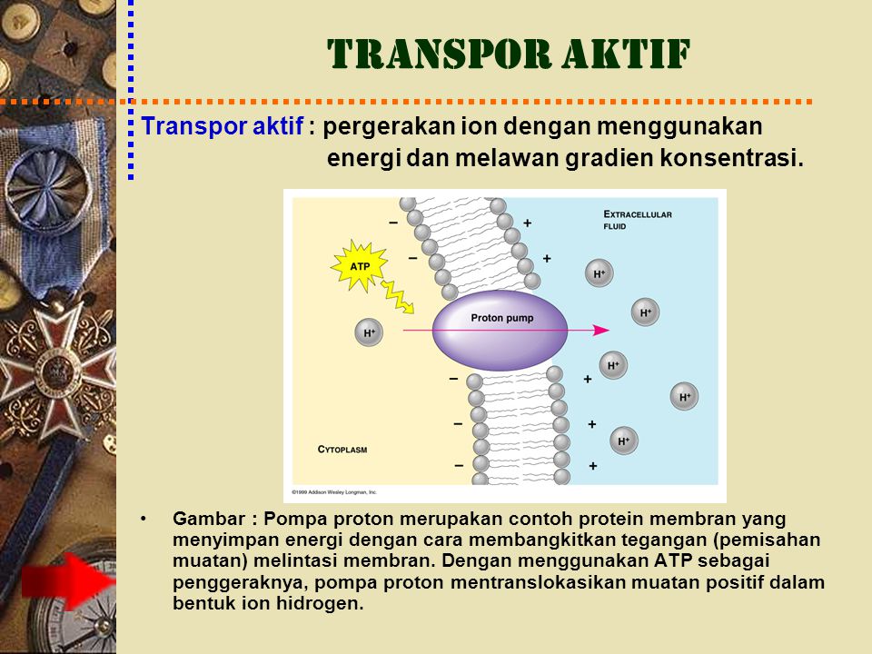 Detail Contoh Endositosis Dan Eksositosis Nomer 35