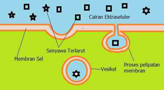 Detail Contoh Endositosis Dan Eksositosis Nomer 36