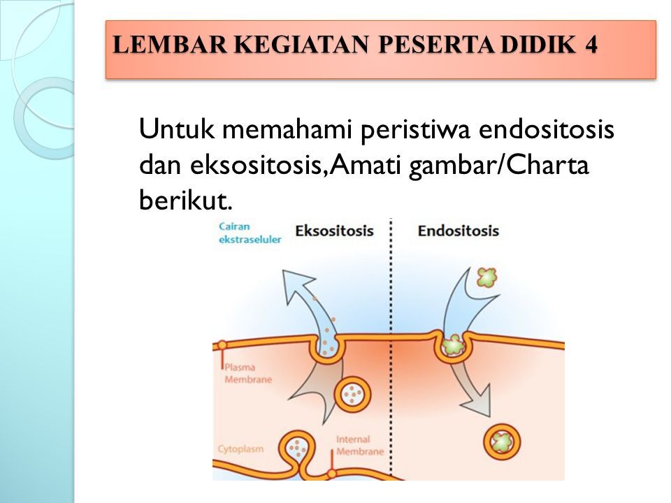 Detail Contoh Endositosis Dan Eksositosis Nomer 37