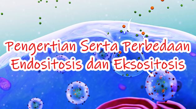 Detail Contoh Endositosis Dan Eksositosis Nomer 40