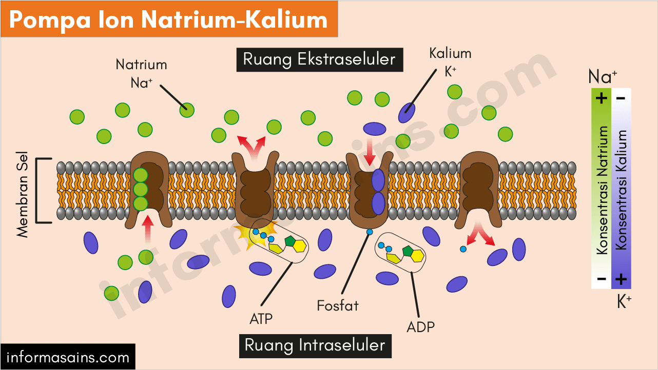 Detail Contoh Endositosis Dan Eksositosis Nomer 41