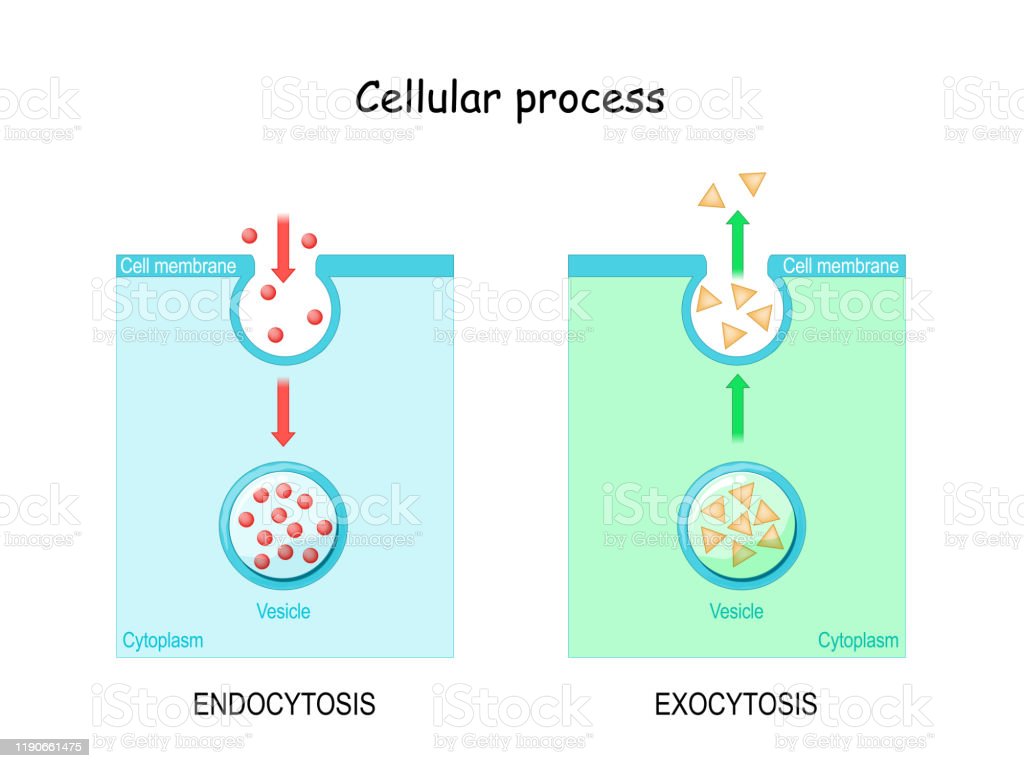 Detail Contoh Endositosis Dan Eksositosis Nomer 43