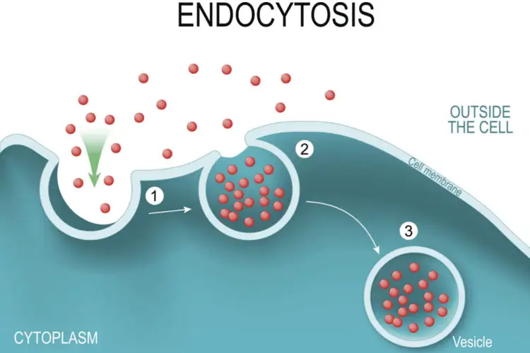 Detail Contoh Endositosis Dan Eksositosis Nomer 46