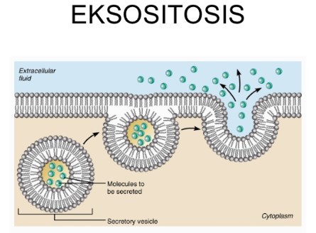 Detail Contoh Endositosis Dan Eksositosis Nomer 6