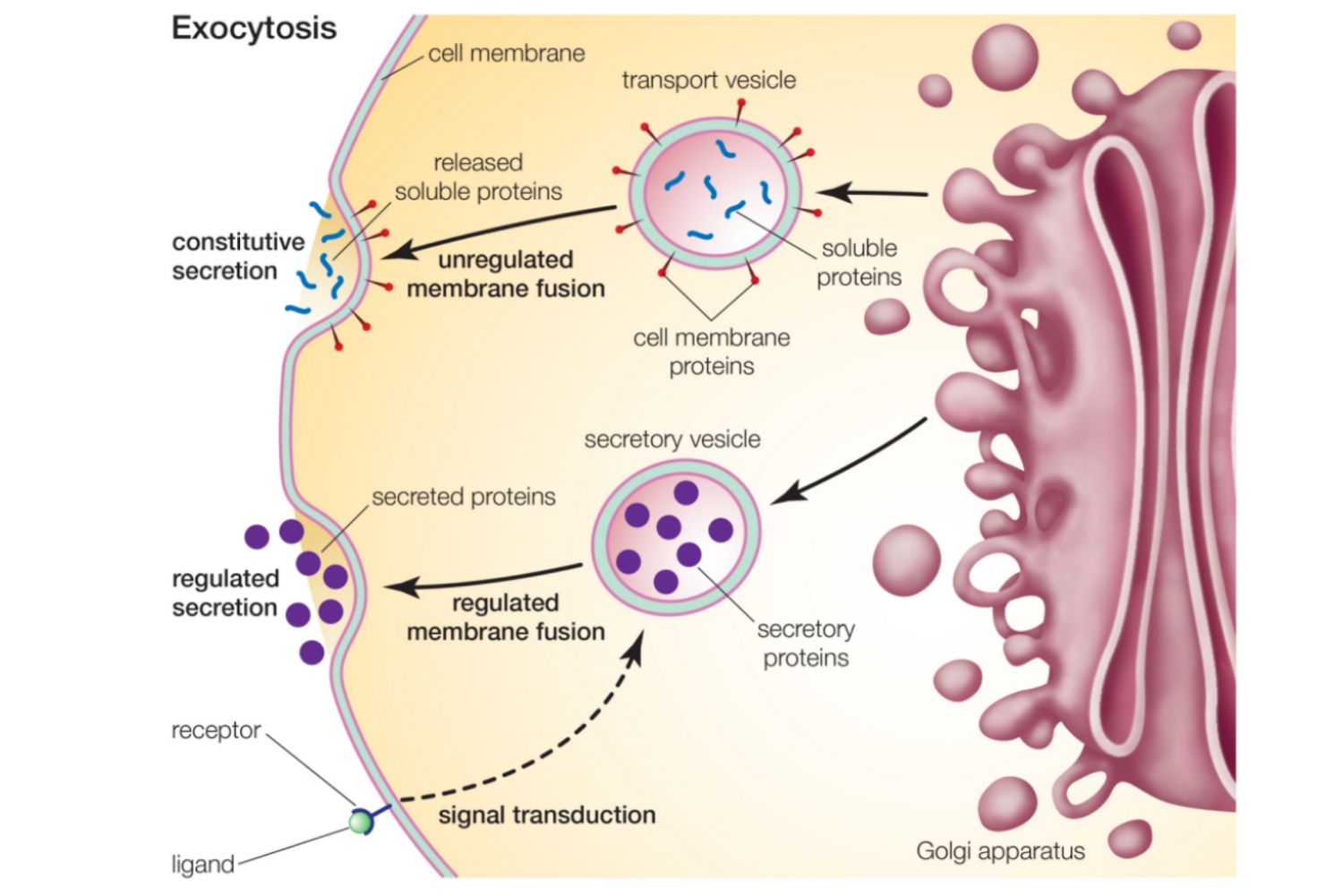 Detail Contoh Endositosis Dan Eksositosis Nomer 53