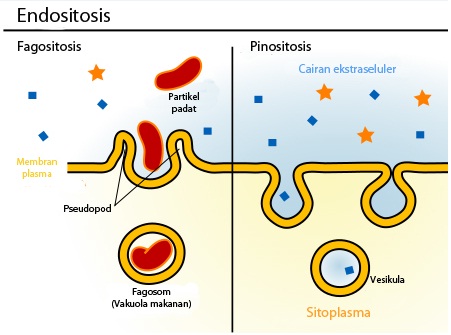 Detail Contoh Endositosis Dan Eksositosis Nomer 8