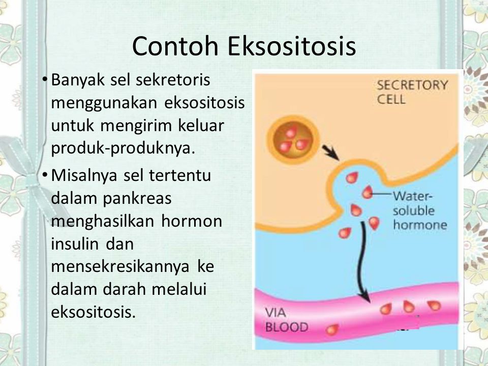 Detail Contoh Endositosis Dan Eksositosis Nomer 9