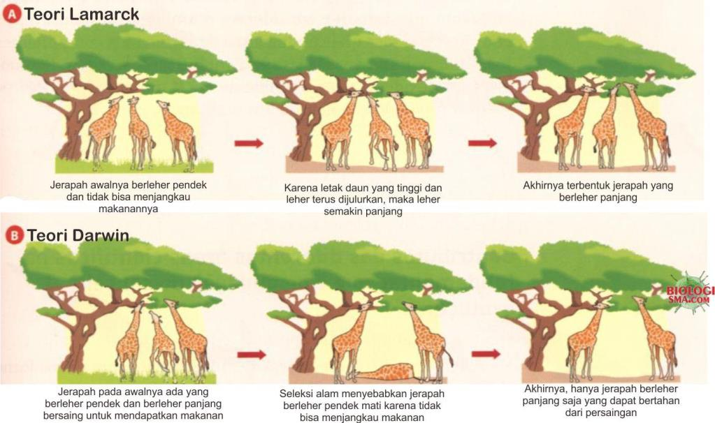 Detail Contoh Evolusi Biologi Nomer 13