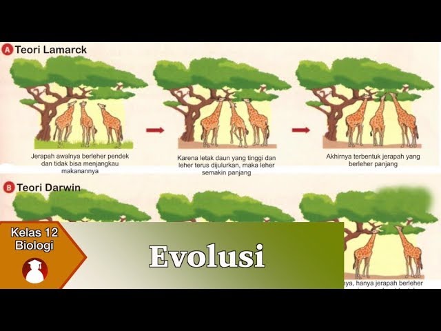 Detail Contoh Evolusi Biologi Nomer 16