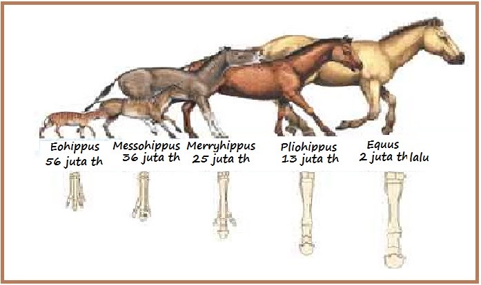 Detail Contoh Evolusi Biologi Nomer 17