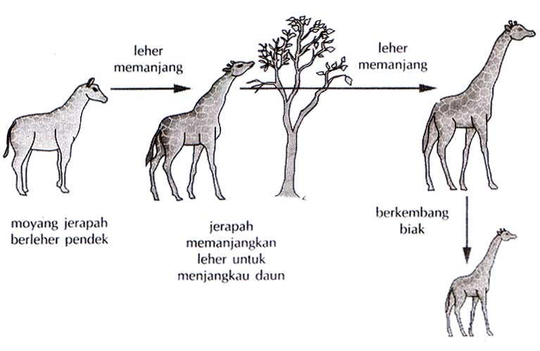 Detail Contoh Evolusi Biologi Nomer 20