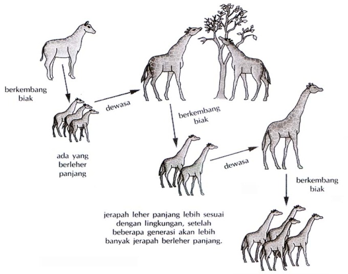 Detail Contoh Evolusi Biologi Nomer 21