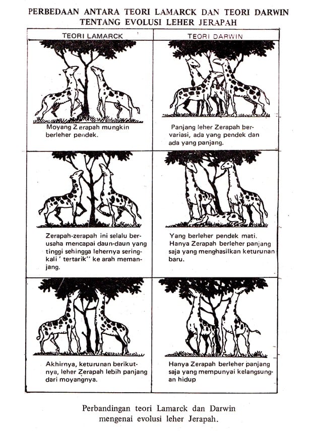 Detail Contoh Evolusi Biologi Nomer 31