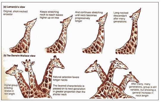 Detail Contoh Evolusi Biologi Nomer 43