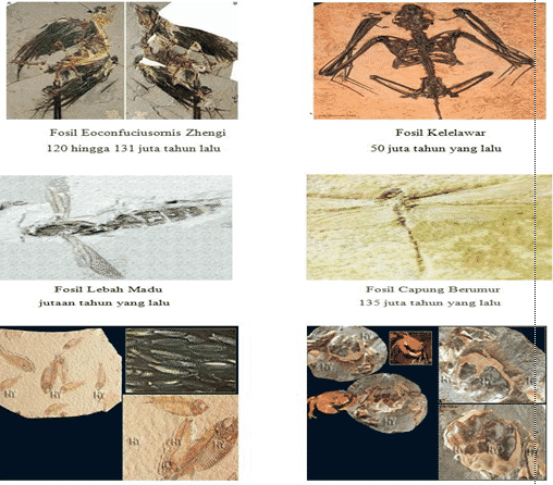 Detail Contoh Evolusi Biologi Nomer 6