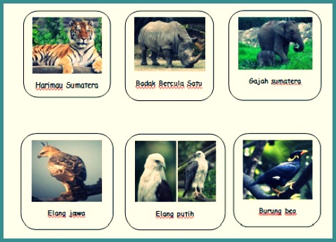 Detail Contoh Fauna Bagian Barat Nomer 22