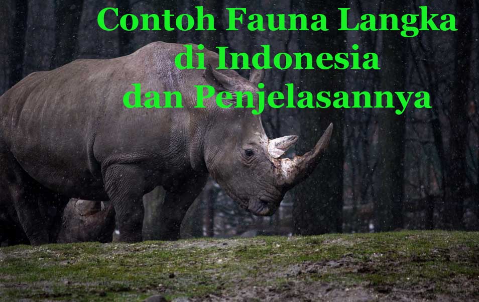 Detail Contoh Fauna Di Indonesia Nomer 14