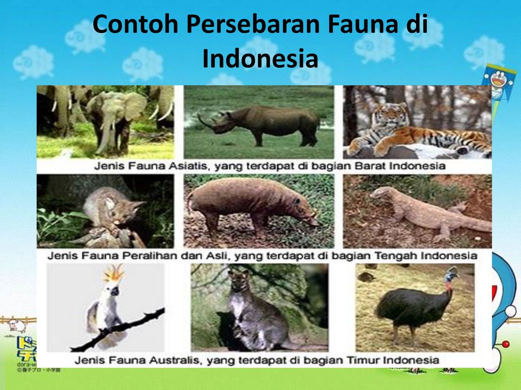 Detail Contoh Fauna Di Indonesia Nomer 20