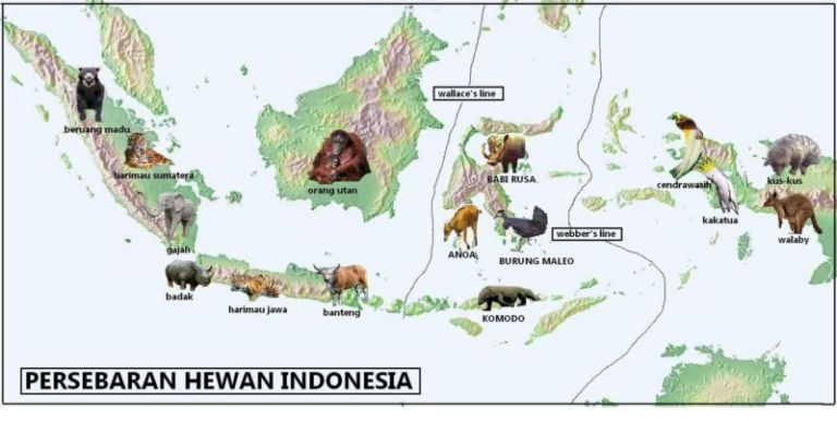 Detail Contoh Fauna Di Indonesia Nomer 39