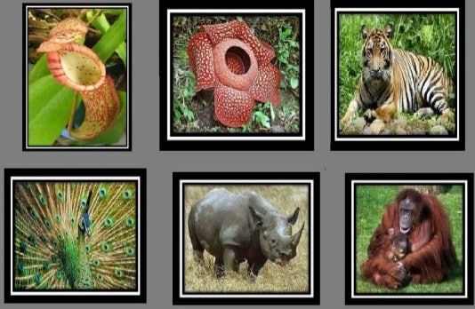 Detail Contoh Fauna Di Indonesia Nomer 50