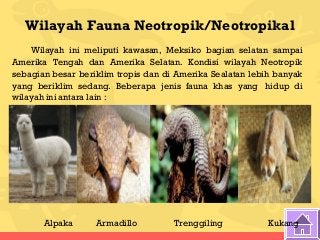 Detail Contoh Fauna Neotropik Nomer 11