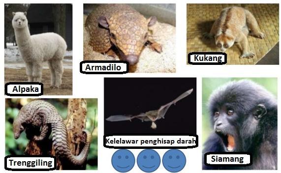 Detail Contoh Fauna Neotropik Nomer 43