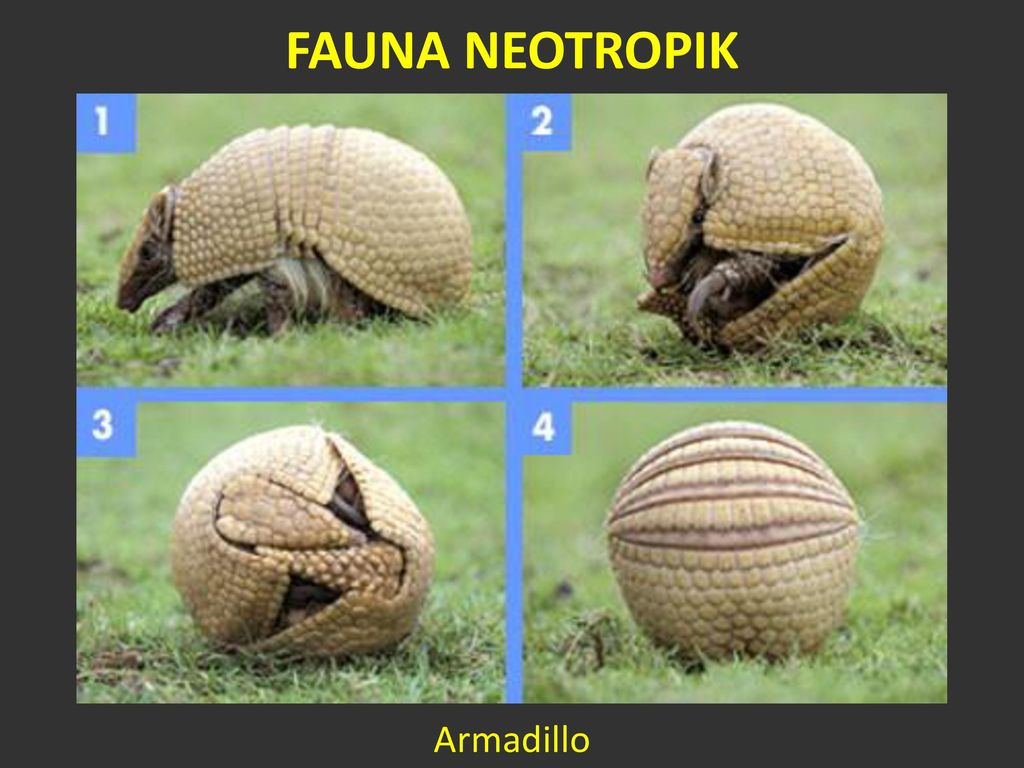 Detail Contoh Fauna Neotropik Nomer 8