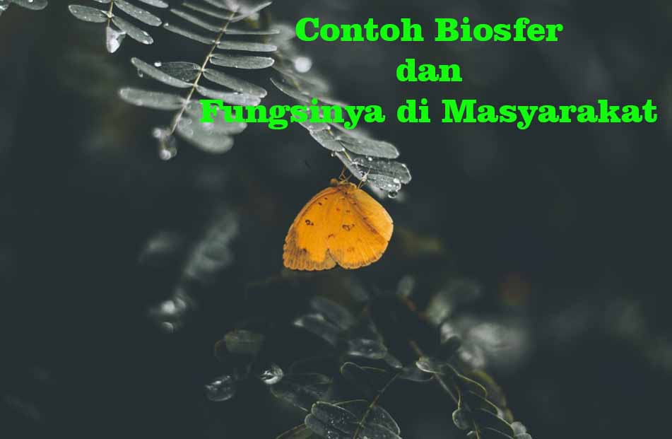 Detail Contoh Fenomena Biosfer Nomer 34