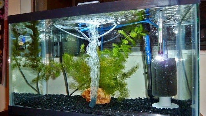 Detail Contoh Filter Aquarium Nomer 15